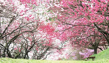 写真：花桃＆桜が咲き誇る花桃さんぽ