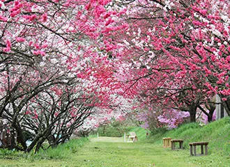 写真：花桃＆桜